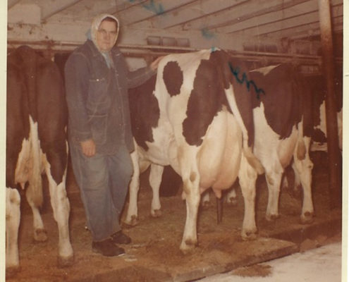 Othelia farm cows_ottobook